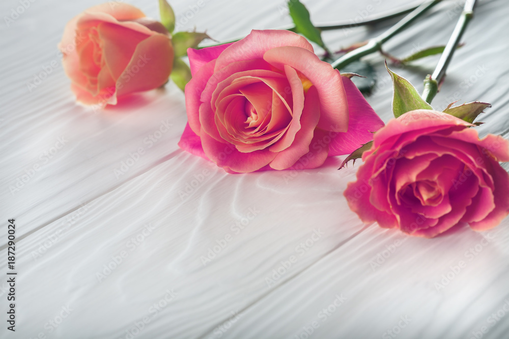 pink rose beautiful on a wooden background pink rose beautiful on a wooden background