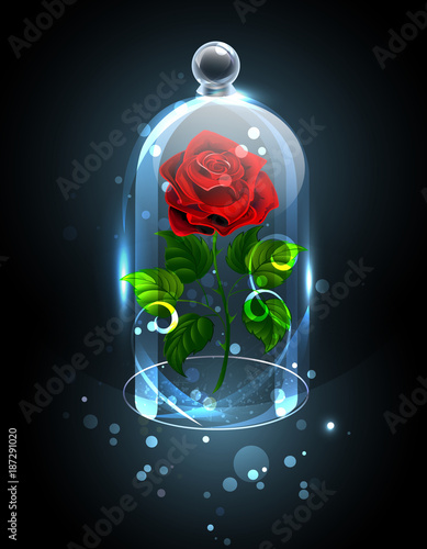 Fototapeta Red rose under the crystal dome