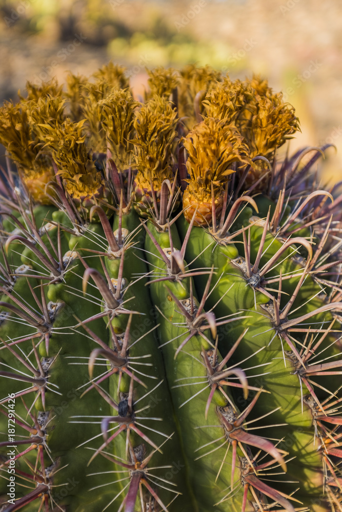 Obraz premium Cactuses in the Cactus garden in Guatiza village, Lanzarote, Canary Islands, Spain 
