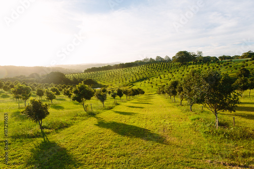 Obraz na plátně Macadamia orchard  at Byron Bay, Bangalow, NSW, Australia