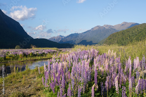 Spring scene from Milford Sound  New Zealand