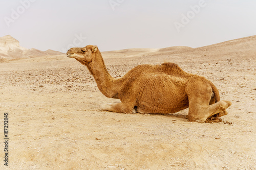 Picturesque desert dromedary camel lying on sand