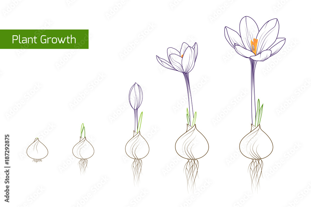 Flower plant growth concept vector design illustration. Crocus germination from corm bulb to sprouts to flower. Life cycle phases evolution. Isolated outline sketch drawing on white background.
