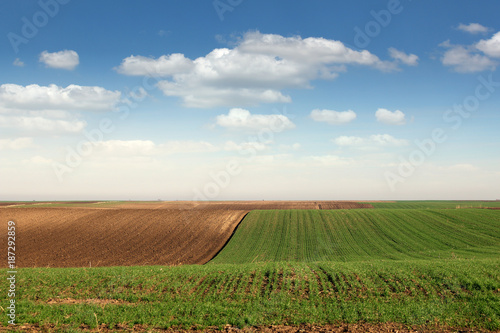 young green wheat and plowed field landscape spring season