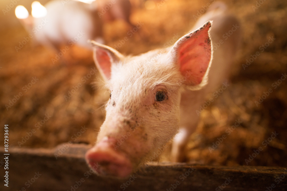 A small piglet in the farm. Swine in a stall. Shallow depth of field portrait of young pig in the farm. A small piglet in the farm. Swine in a stall. Shallow depth of field portrait of young pig in the farm.