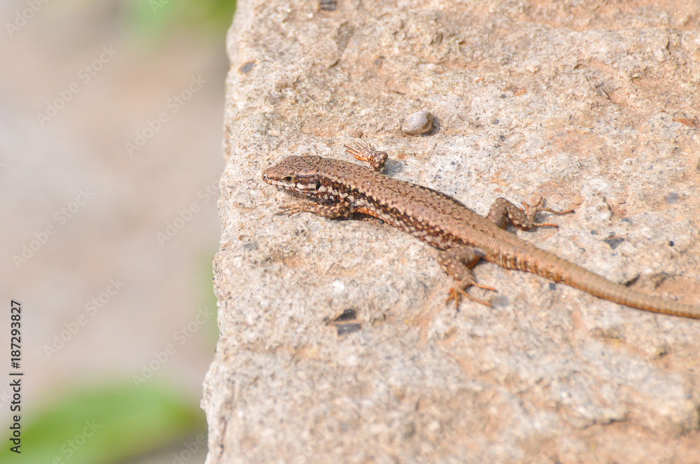 Podarcis muralis, Common wall lizard on stone wall Podarcis muralis, Common wall lizard on stone wall