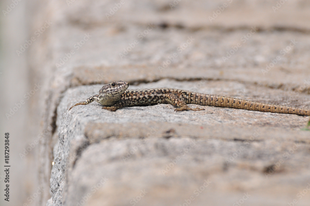 Podarcis muralis, Common wall lizard on stone wall Podarcis muralis, Common wall lizard on stone wall
