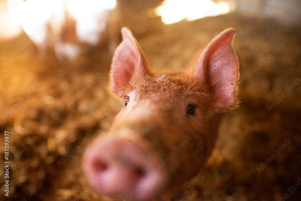 A small piglet in the farm. Swine in a stall. Shallow depth of field portrait of young pig in the farm. A small piglet in the farm. Swine in a stall. Shallow depth of field portrait of young pig in the farm.