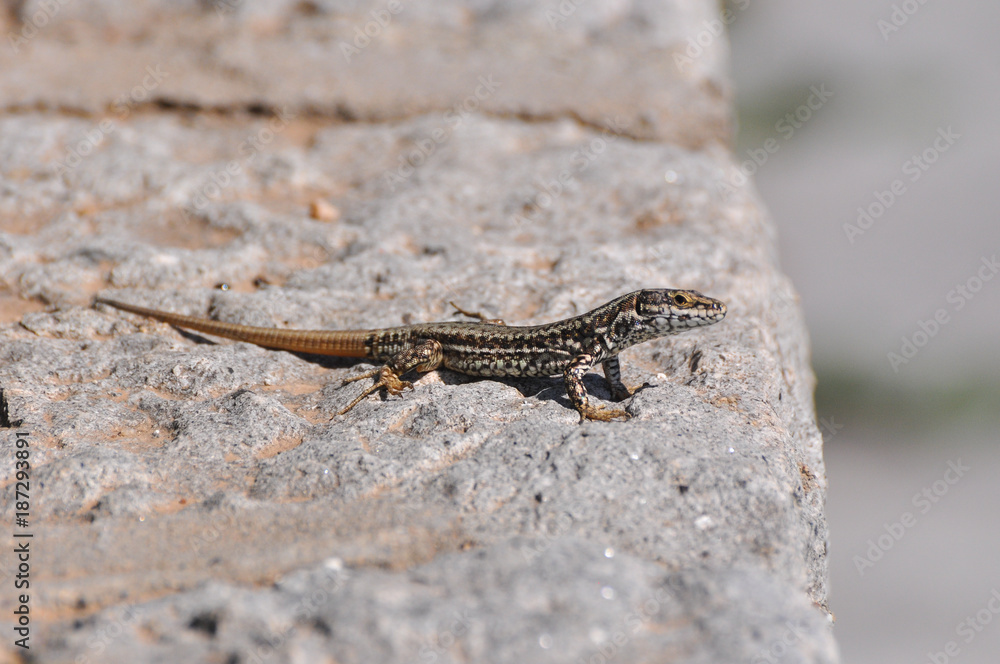 Podarcis muralis, Common wall lizard on stone wall Podarcis muralis, Common wall lizard on stone wall