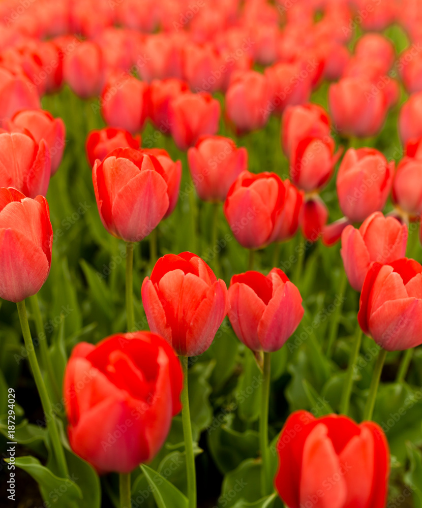 Beautiful red tulips in a park in the nature