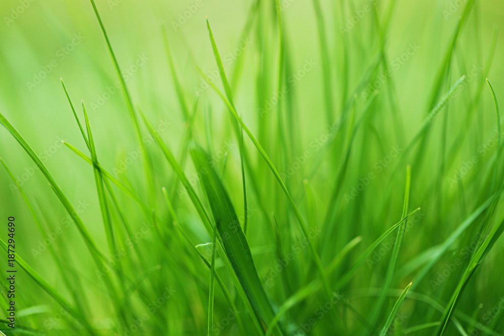 bright spring grass background. soft blur green grass background. natural background bright spring grass background. soft blur green grass background. natural background