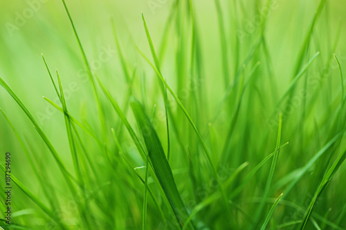 bright spring grass background. soft blur green grass background. natural background 