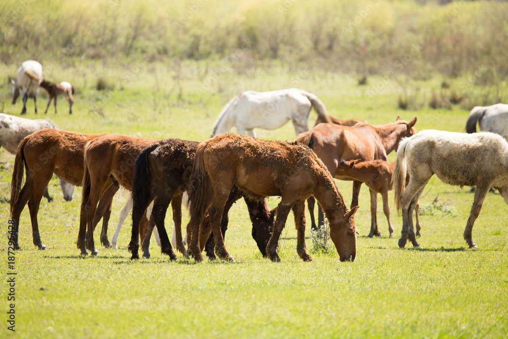 Obraz premium Horses in the pasture in the spring