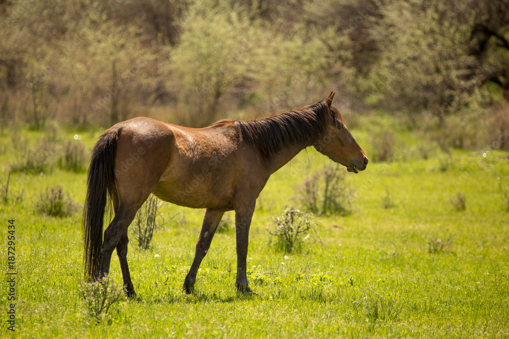 Obraz premium Horses in the pasture in the spring