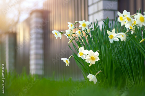 A beautiful flowerbed with daffodil flowers in the spring on a garden plot near the fence in the rays of sunshine. There is free space for text.
