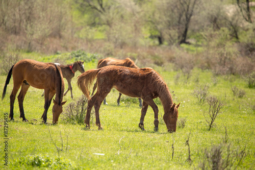 Horses in the pasture in the spring © schankz