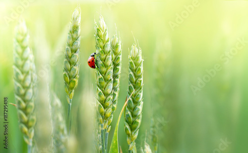Juicy fresh ears of young green wheat and ladybug on nature in spring summer field close-up of macro with free space for text.