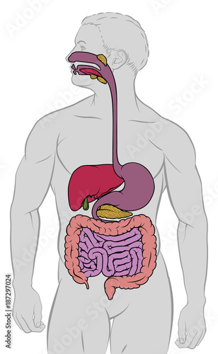 Gastrointestinal Digestive Tract Anatomy Diagram