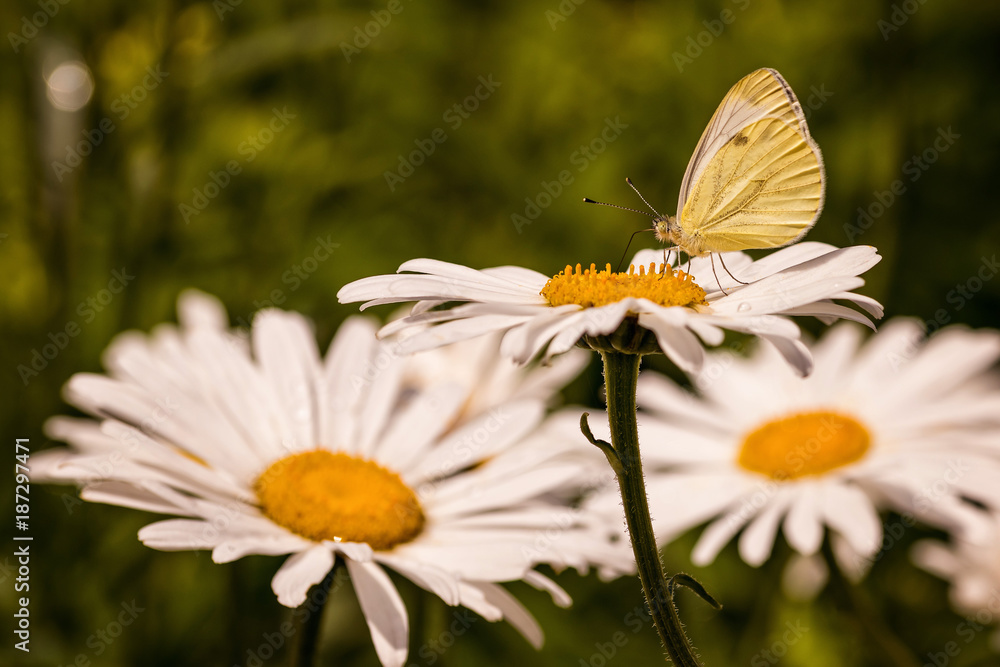 Small butterfly on top of a blossoming daisy flower Small butterfly on top of a blossoming daisy flower