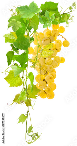 vigne et grappe de raisin blanc 