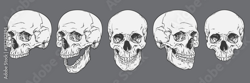 Anatomically correct human skulls set isolated. Hand drawn line art vector illustration photo