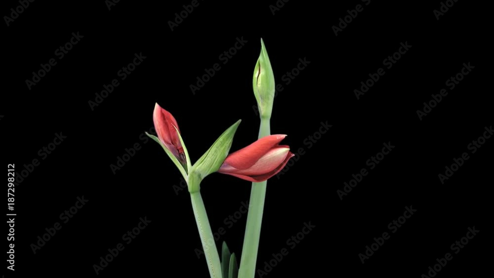 Time-lapse of growing, opening and rotating Royal Red amaryllis Christmas flower 2a1 in PNG+ format with ALPHA transparency channel isolated on black background Time-lapse of growing, opening and rotating Royal Red amaryllis Christmas flower 2a1 in PNG+ format with ALPHA transparency channel isolated on black background