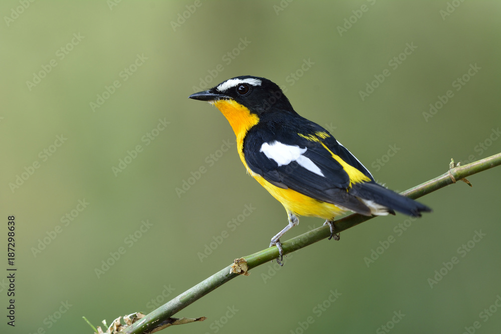 Beautiful yellow bird with back wings and white spots perching on bamboo stick in nature, Male of Yellow-rumped flycatcher (Ficedula zanthopygia) Beautiful yellow bird with back wings and white spots perching on bamboo stick in nature, Male of Yellow-rumped flycatcher (Ficedula zanthopygia)