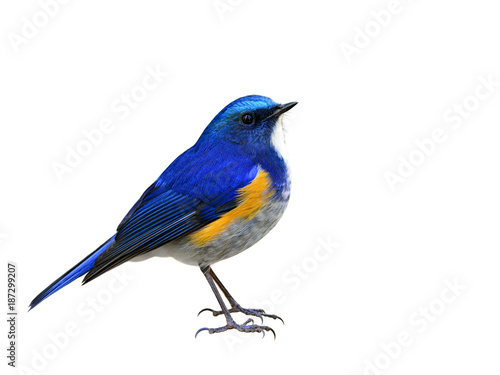 Himalayan bluetail or orange-flanked bush-robin (Tarsiger rufilatus) beautiful blue bird isolated on white bakcground, exotic wild animal photo