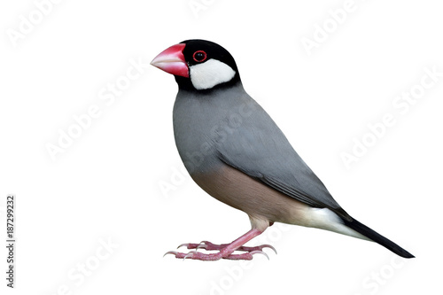 Java Sparrow (Lonchura oryzivora) fine grey bird with black head pink bills and white cheek fully standing isolated on white backgroud, exotic animal