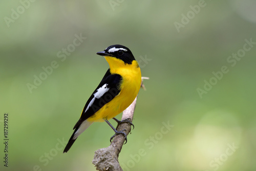 Lovely Yellow bird with back wings and white spots perching on tree stick over blur green background, Male of Yellow-rumped flycatcher (Ficedula zanthopygia) photo