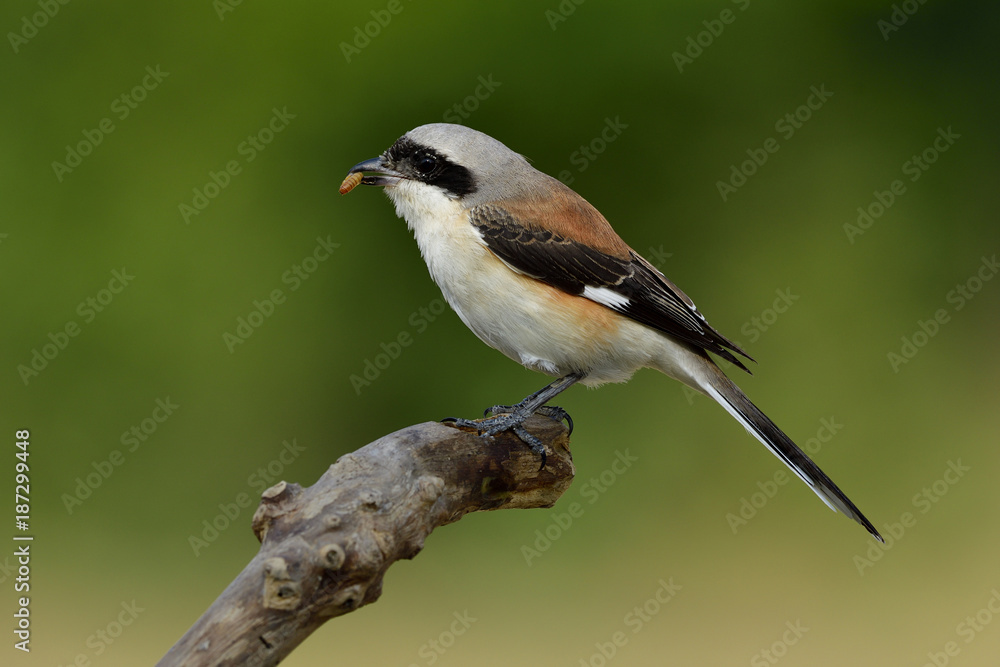 Male of Bay-backed shrike (Lanius vittatus), Beautiful brown back and fine grey head bird eating worm while perching on wooden pole in nature Male of Bay-backed shrike (Lanius vittatus), Beautiful brown back and fine grey head bird eating worm while perching on wooden pole in nature