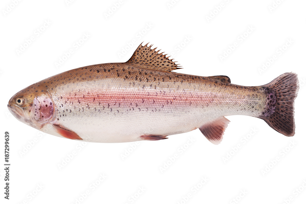Naklejka premium rainbow trout, clipping path, isolated on white background, full depth of field