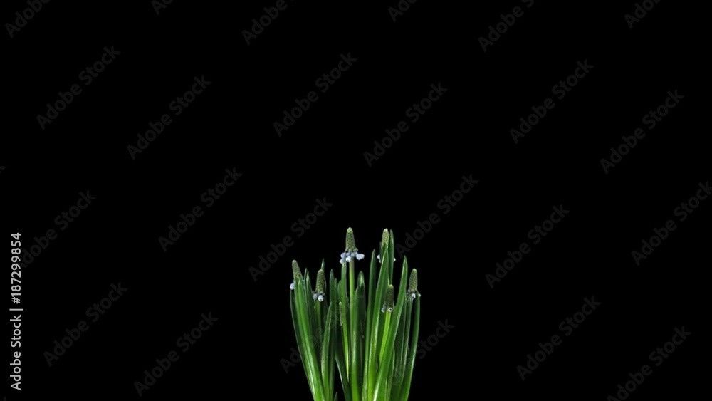 Time-lapse of growing, opening and rotating purple Grape hyacinths (Muscari armeniacum) 1a1 in PNG+ format with ALPHA transparency channel isolated on black background Time-lapse of growing, opening and rotating purple Grape hyacinths (Muscari armeniacum) 1a1 in PNG+ format with ALPHA transparency channel isolated on black background