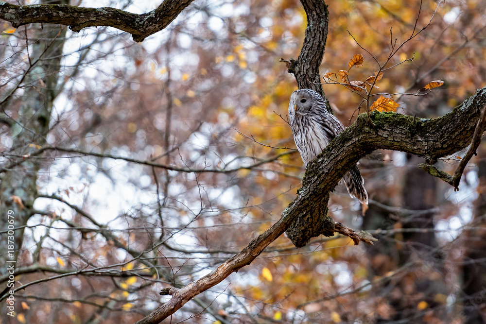 The elusive Ural owl species spotted in a forest in Romania The elusive Ural owl species spotted in a forest in Romania