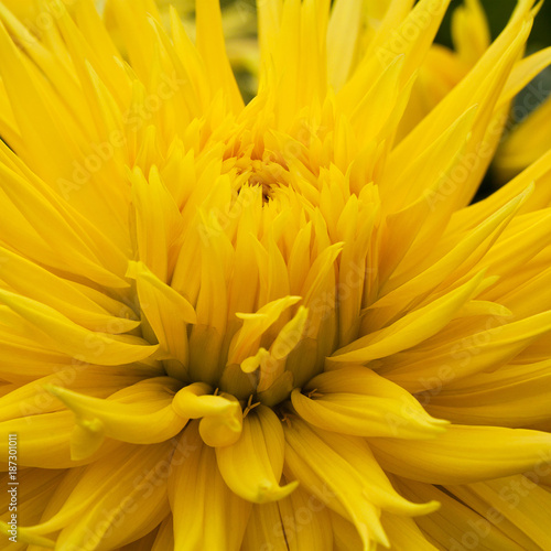 beautiful bright yellow aster flower