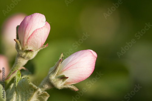 beautiful pink delicate apple buds © guppys