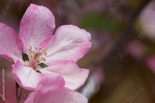 beautiful pink delicate apple flower