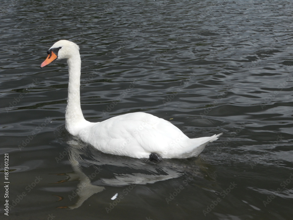 Fototapeta premium Cisne tranquilo