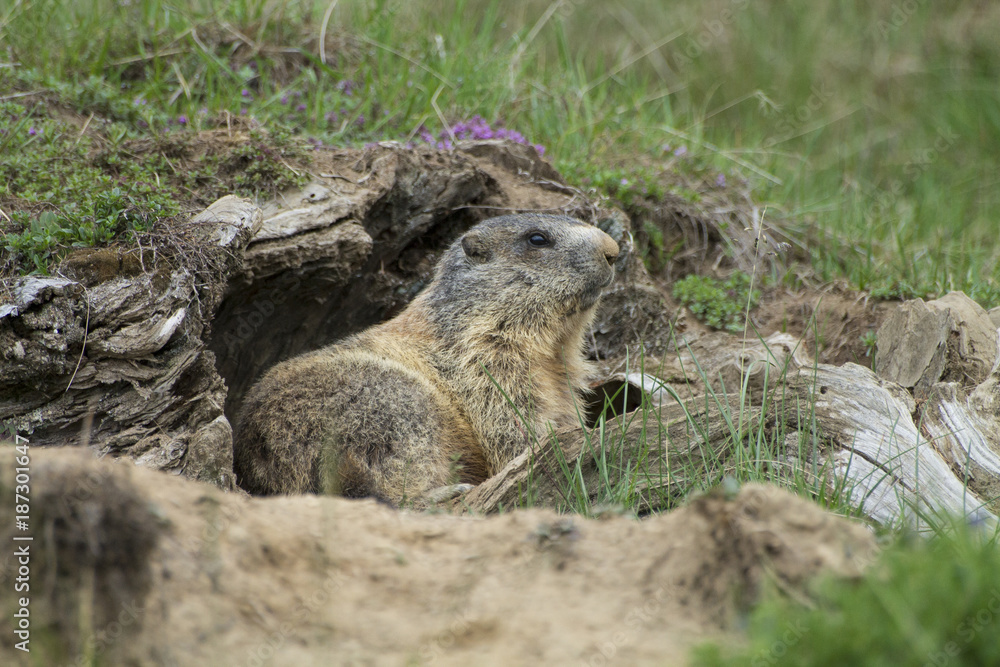 Fototapeta premium Marmot on the alps