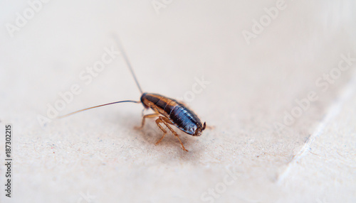 The cockroach fell into a trap, stuck to the floor. © dmitriydanilov62