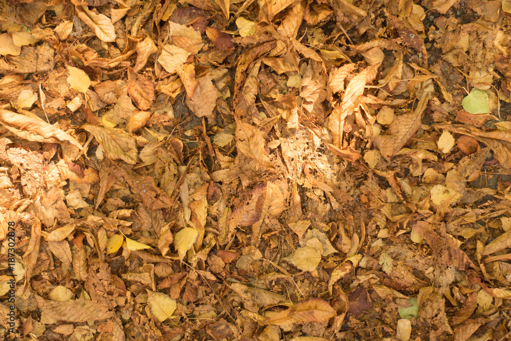 Obraz premium Autumnal background of dry brown fallen leaves