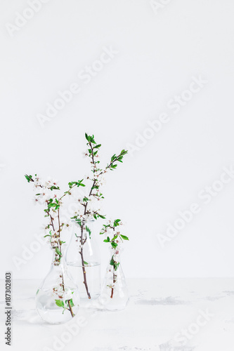 Flowers composition. Apple tree flowers in vase. Front view