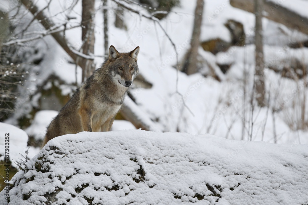 Naklejka premium Eurasian wolf in white winter habitat, beautiful winter forest, wild animals in nature environment, european forest animals, canis lupus lupus