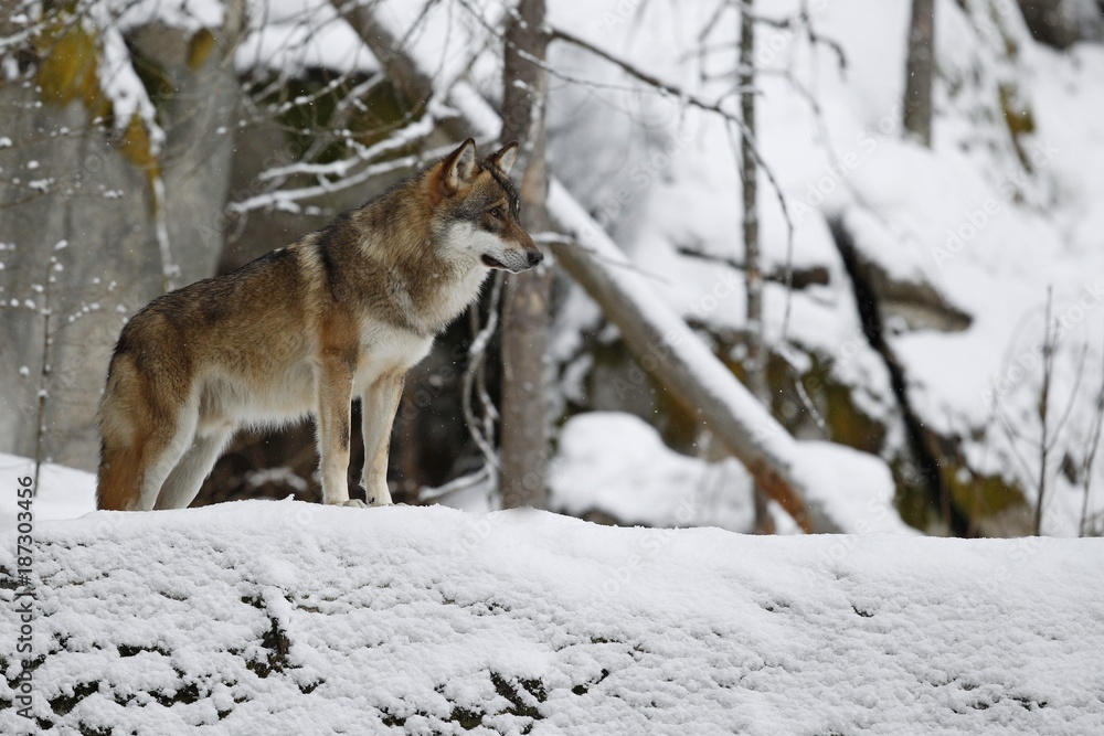 Eurasian wolf in white winter habitat, beautiful winter forest, wild animals in nature environment, european forest animals, canis lupus lupus Stock Photo | Adobe Stock Eurasian wolf in white winter habitat, beautiful winter forest, wild animals in nature environment, european forest animals, canis lupus lupus Stock Photo | Adobe Stock