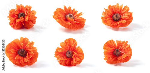 poppy flowers isolated on white background. closeup