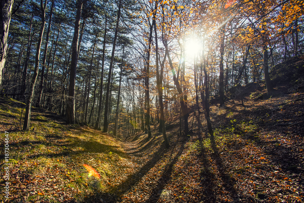 Obraz premium sun rays between trees in forest 