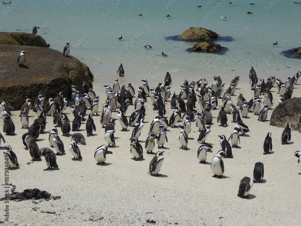 Fototapeta premium African Penguin