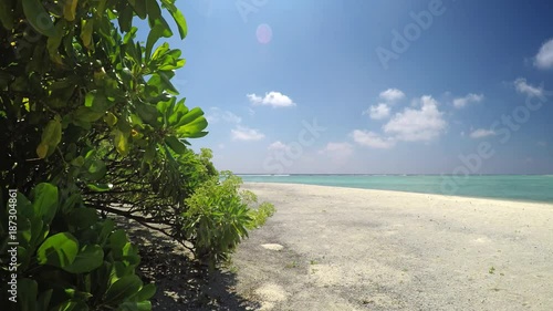 Tropical Vegetation on the Beach in the Maldives photo