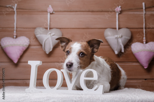 Cute Jack Russell Terrier. Valentine's day.