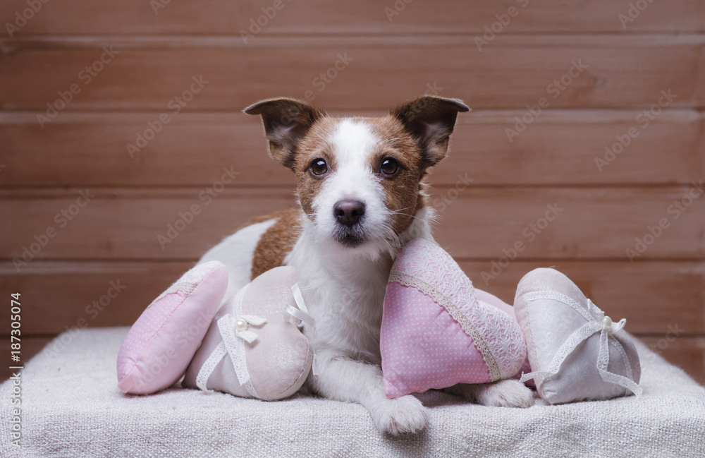 Cute Jack Russell Terrier. Valentine's day.